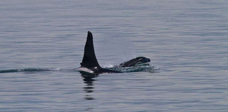 Orcas